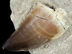 Mosasaur (Prognathodon) Tooth In Rock #60187-1